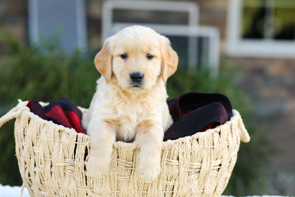 Aero Image of Aero, a Golden Retriever puppy