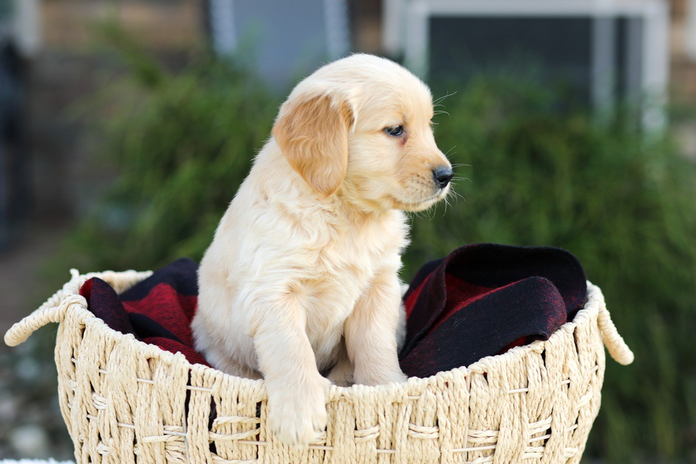 Aero Image of Aero, a Golden Retriever puppy