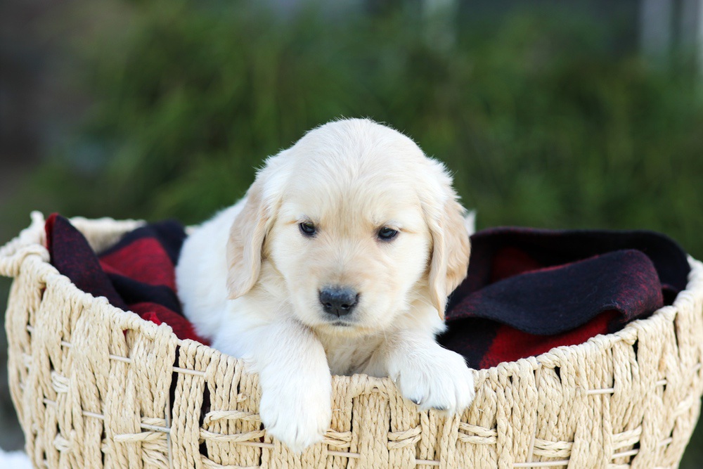 Aiden Image of Aiden, a Golden Retriever puppy