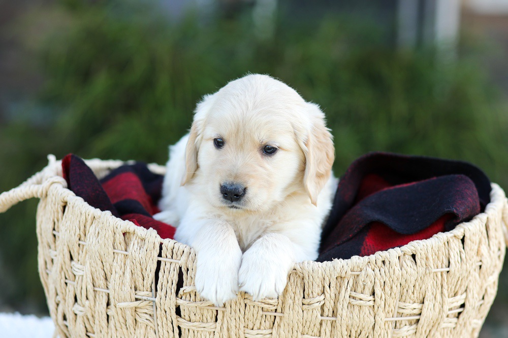 Aiden Image of Aiden, a Golden Retriever puppy