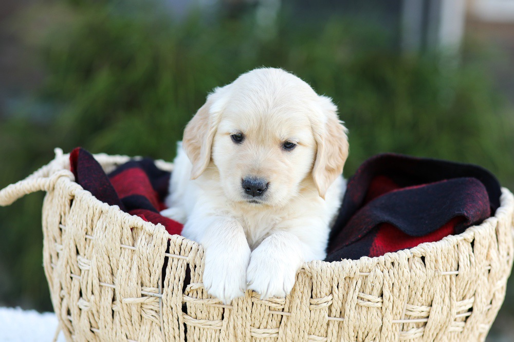 Aiden Image of Aiden, a Golden Retriever puppy