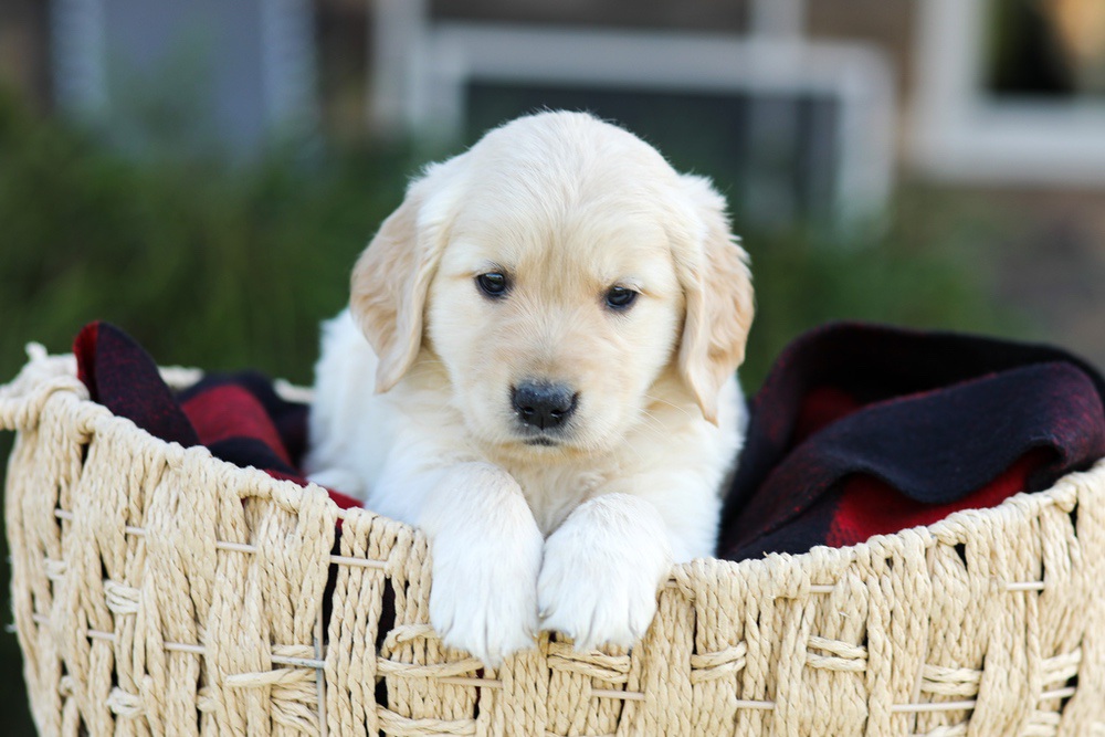 Aiden Image of Aiden, a Golden Retriever puppy