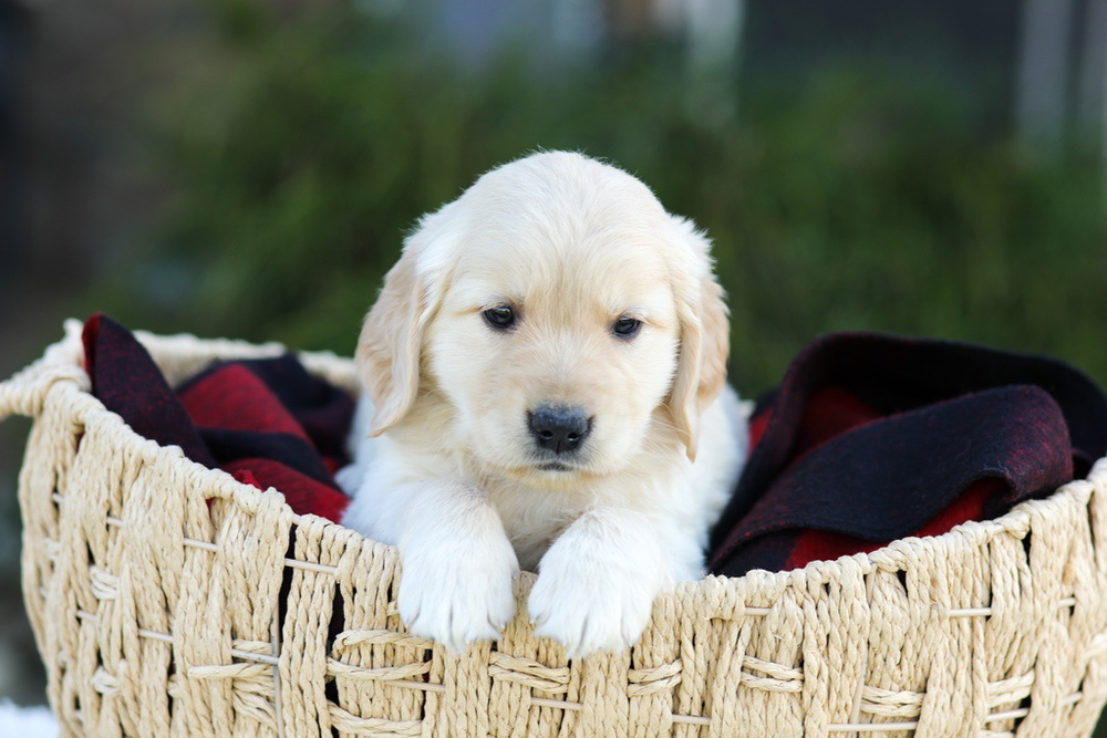 Aiden Image of Aiden, a Golden Retriever puppy