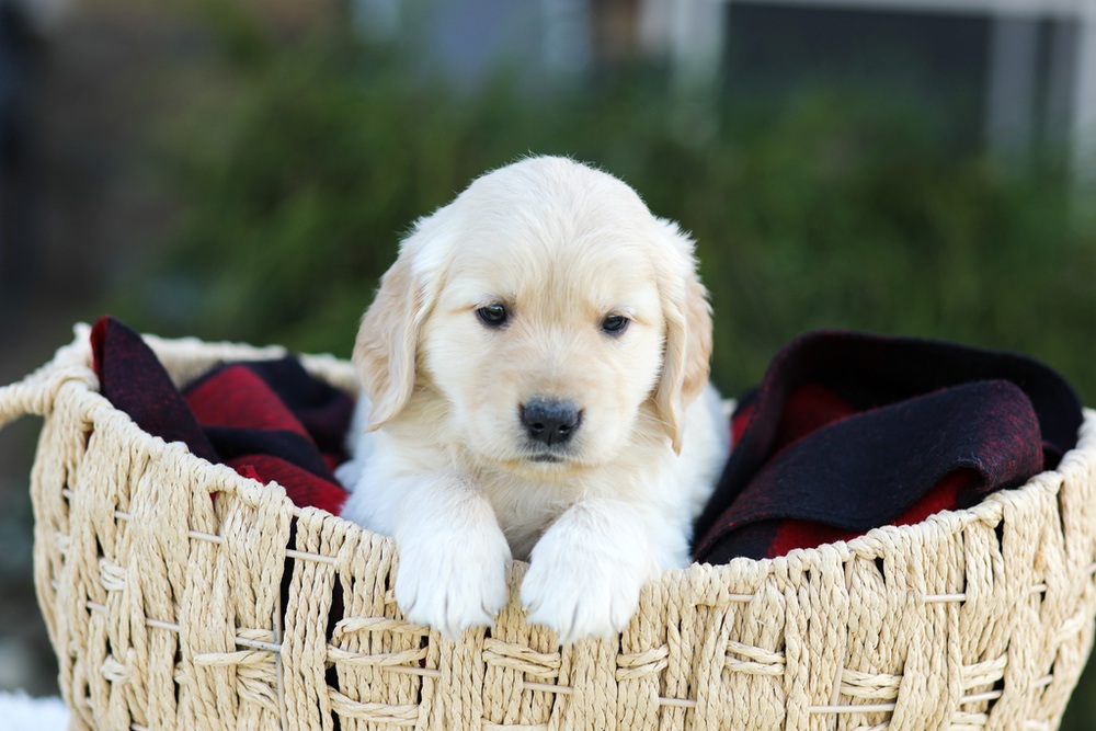 Aiden Image of Aiden, a Golden Retriever puppy