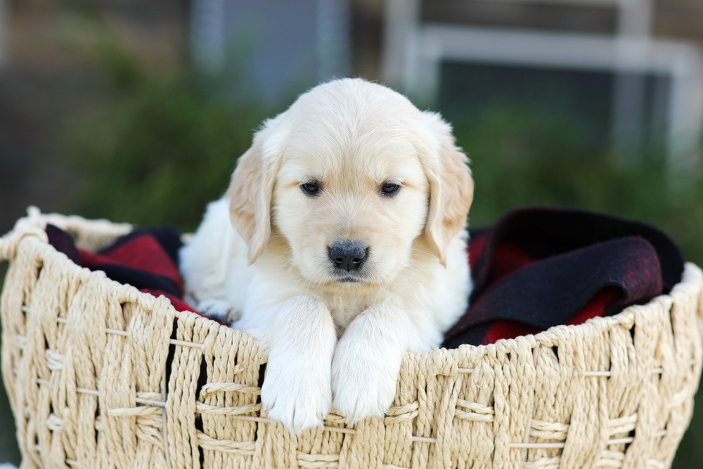 Aiden Image of Aiden, a Golden Retriever puppy
