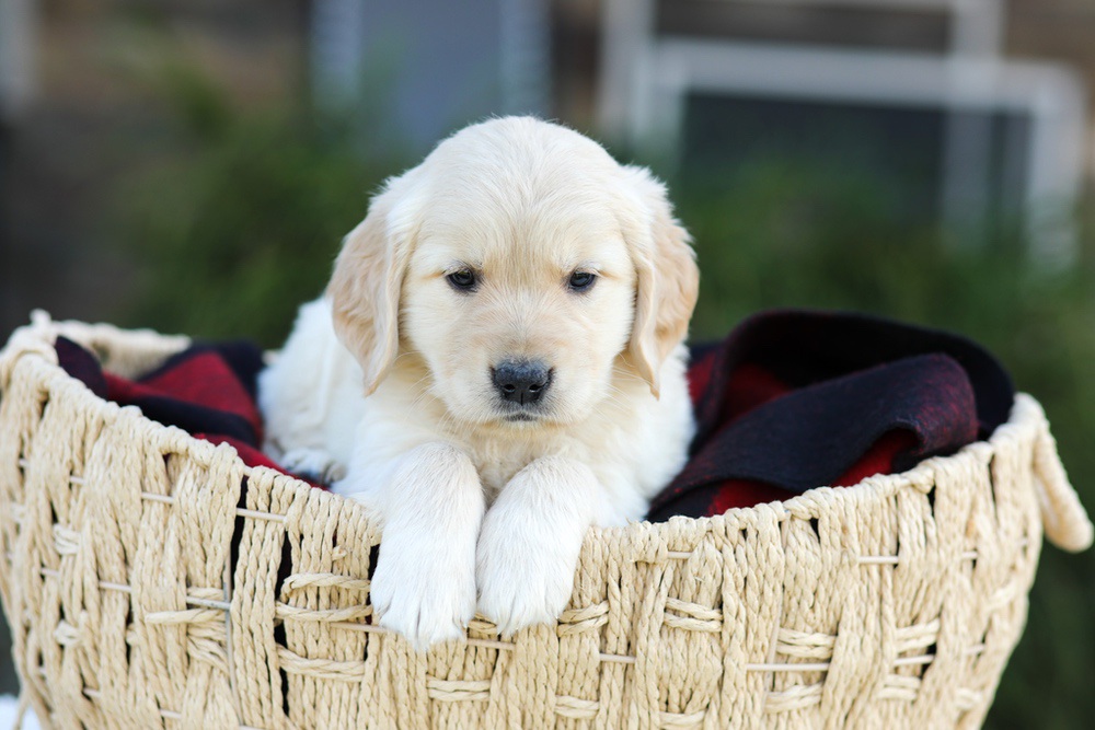 Aiden Image of Aiden, a Golden Retriever puppy