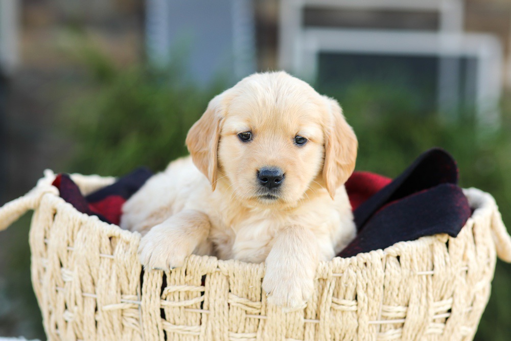 Anna Image of Anna, a Golden Retriever puppy
