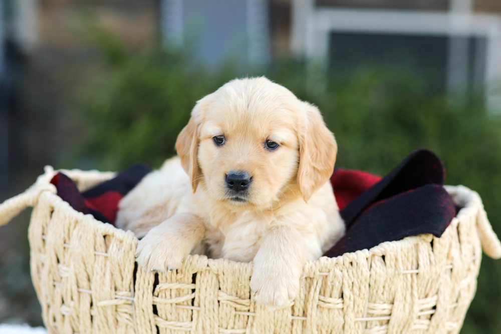 Anna Image of Anna, a Golden Retriever puppy