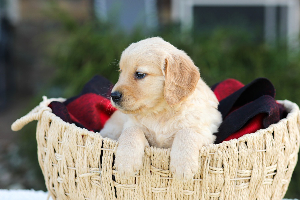 Anna Image of Anna, a Golden Retriever puppy