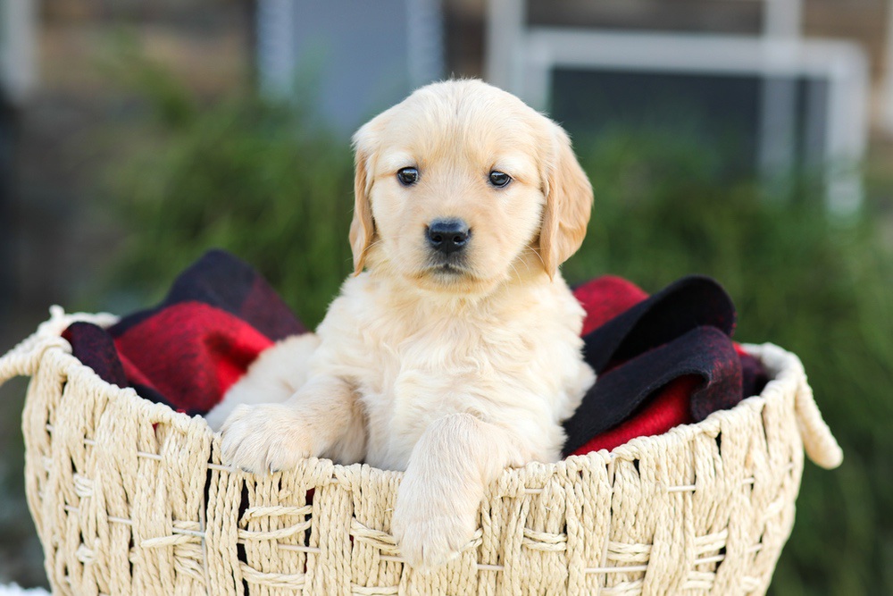 Anna Image of Anna, a Golden Retriever puppy
