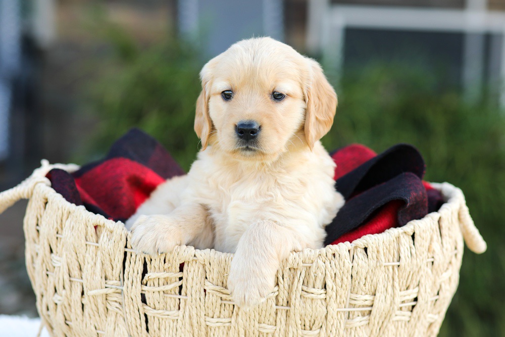 Anna Image of Anna, a Golden Retriever puppy