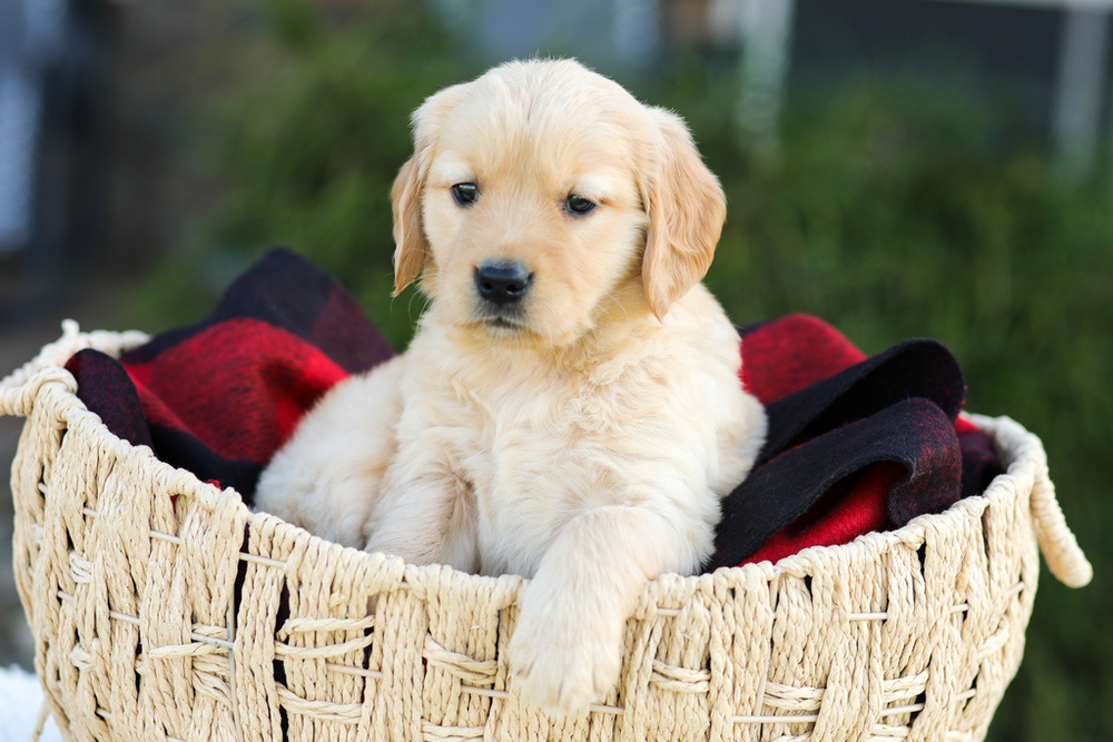 Anna Image of Anna, a Golden Retriever puppy