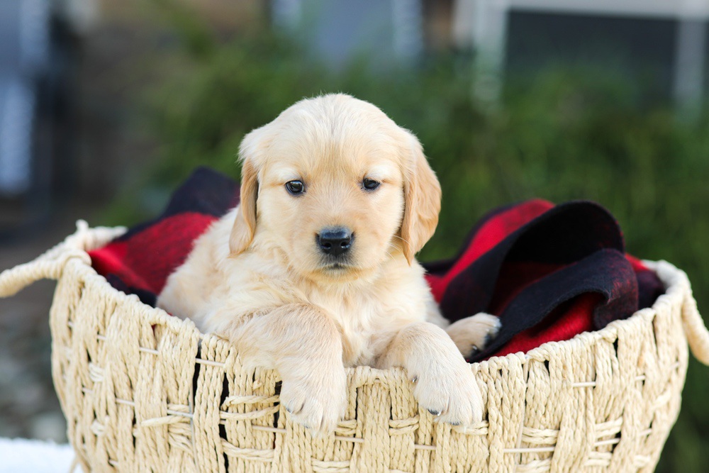 Anna Image of Anna, a Golden Retriever puppy