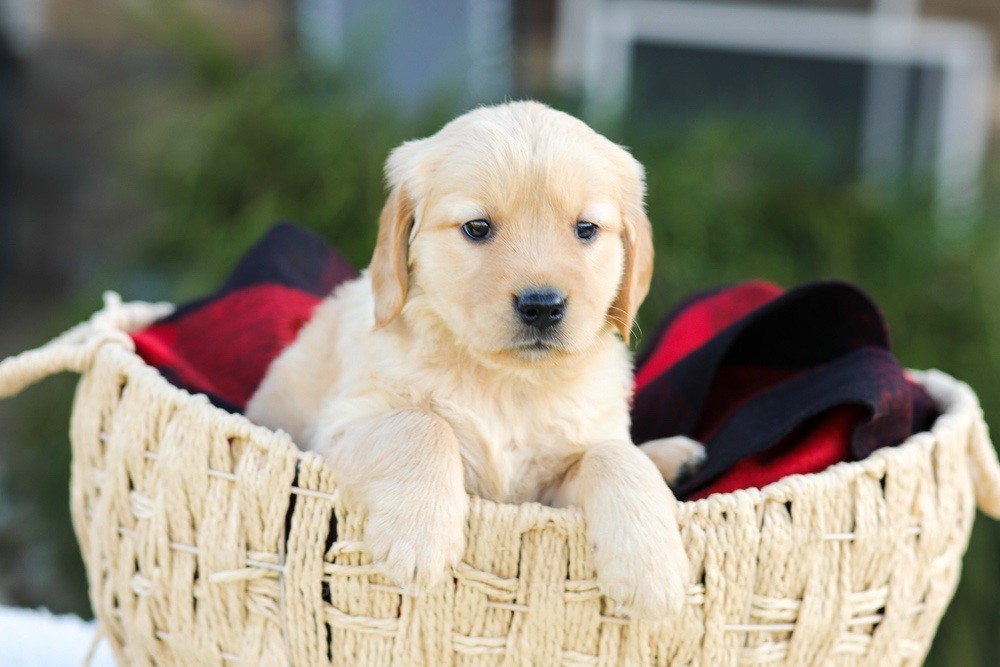 Anna Image of Anna, a Golden Retriever puppy