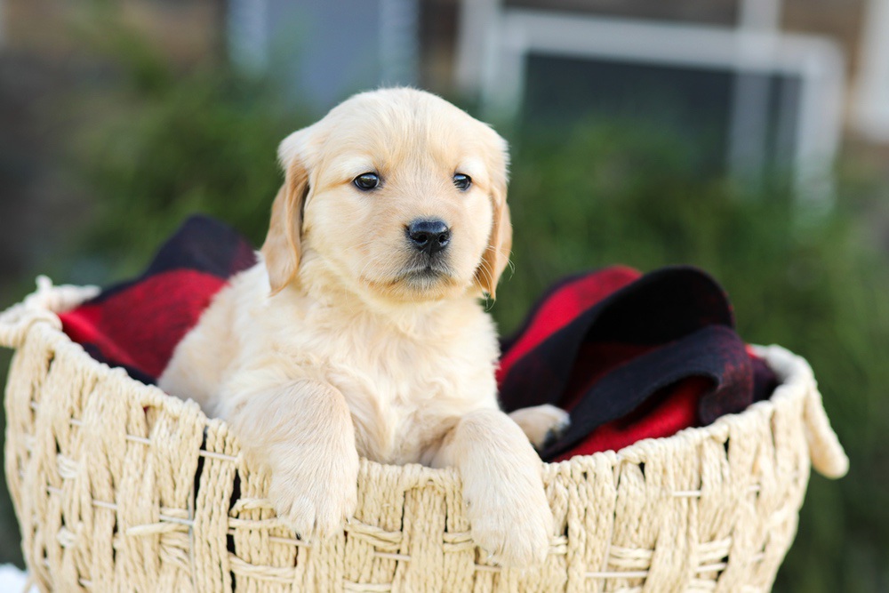 Anna Image of Anna, a Golden Retriever puppy