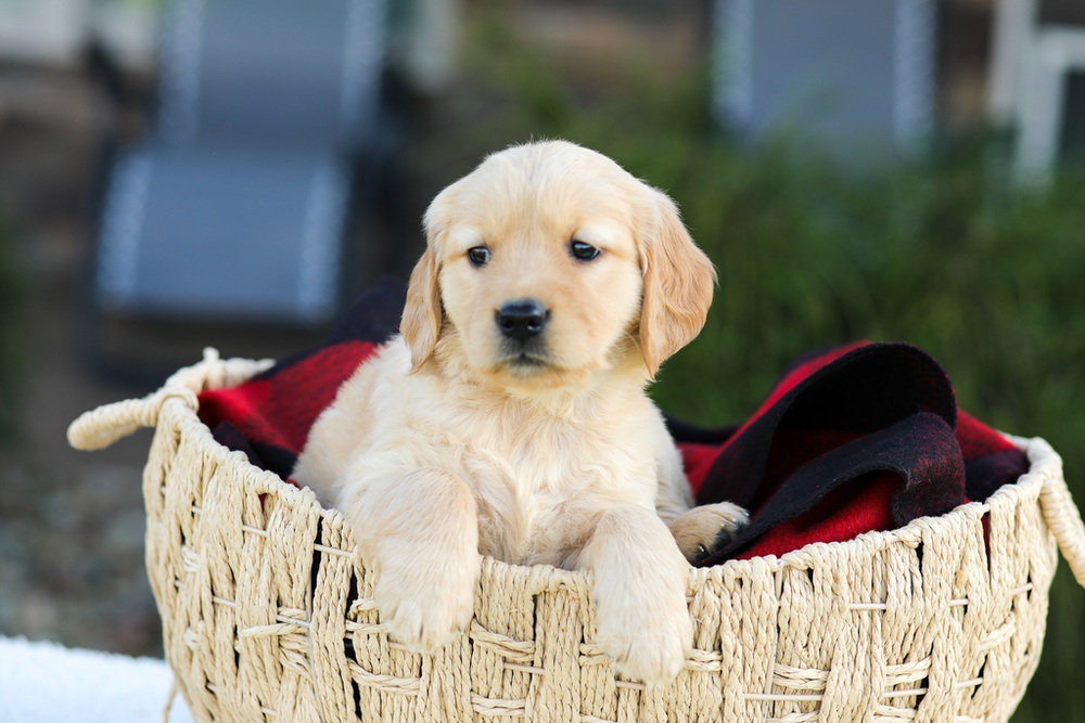 Anna Image of Anna, a Golden Retriever puppy