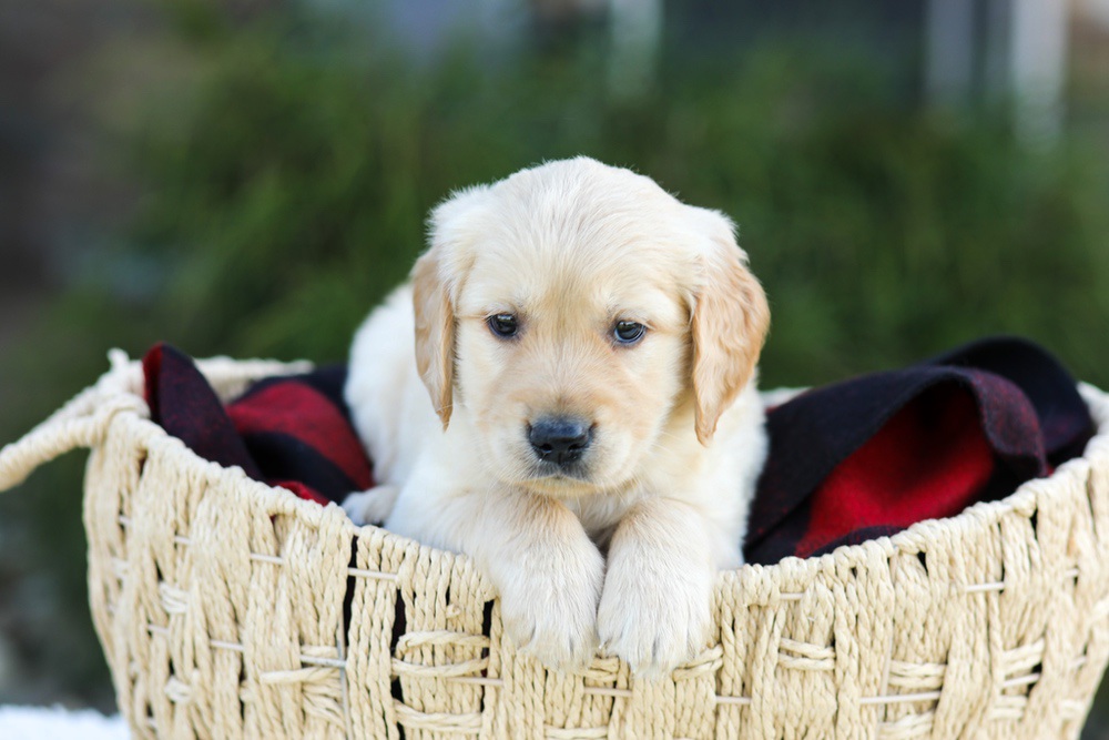 Asher Image of Asher, a Golden Retriever puppy