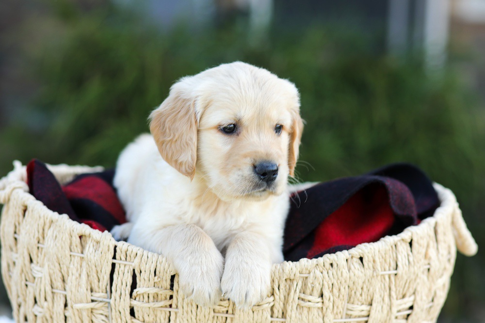 Asher Image of Asher, a Golden Retriever puppy