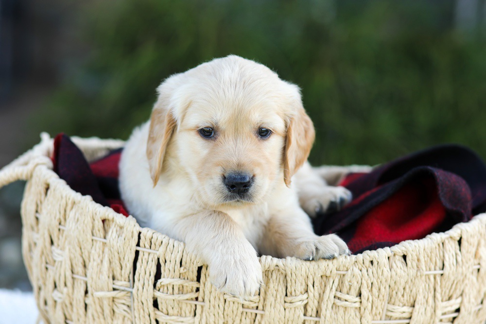 Asher Image of Asher, a Golden Retriever puppy