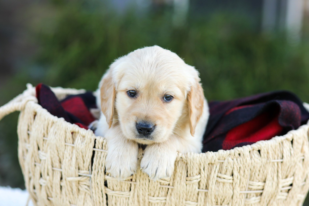 Asher Image of Asher, a Golden Retriever puppy