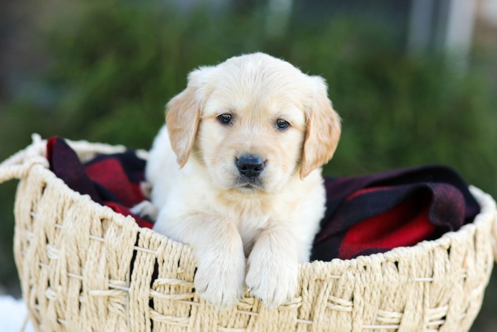 Asher Image of Asher, a Golden Retriever puppy