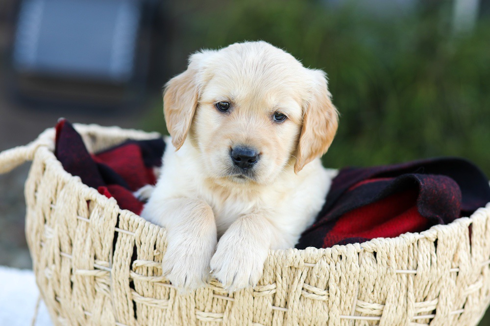Asher Image of Asher, a Golden Retriever puppy