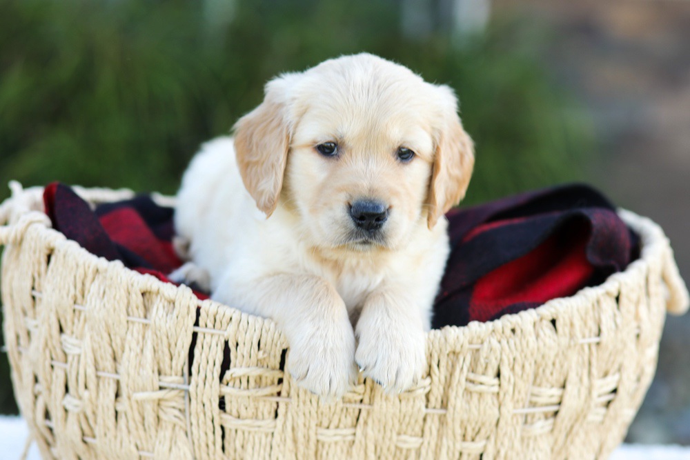 Asher Image of Asher, a Golden Retriever puppy