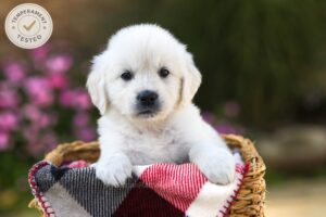 Image of Aspen, a Golden Retriever puppy