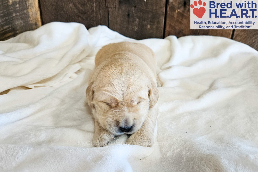 Atlas Image of Atlas, a Golden Retriever puppy