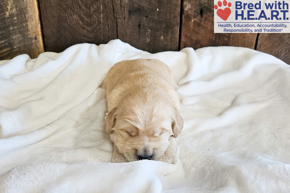 Atlas Image of Atlas, a Golden Retriever puppy