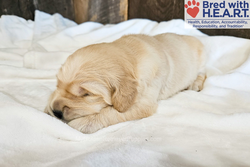 Atlas Image of Atlas, a Golden Retriever puppy
