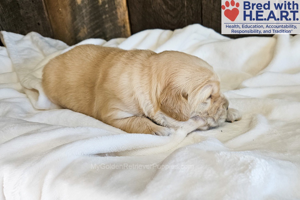 Atlas Image of Atlas, a Golden Retriever puppy