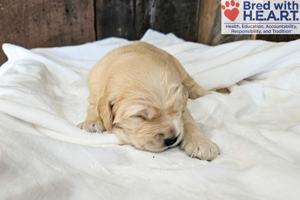 Atlas Image of Atlas, a Golden Retriever puppy