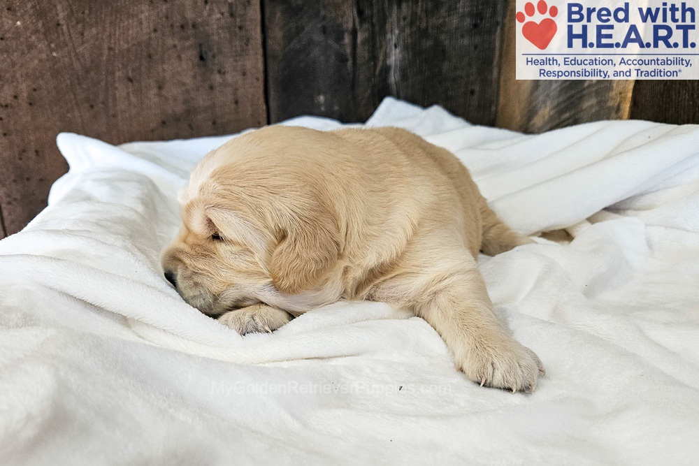 Atlas Image of Atlas, a Golden Retriever puppy