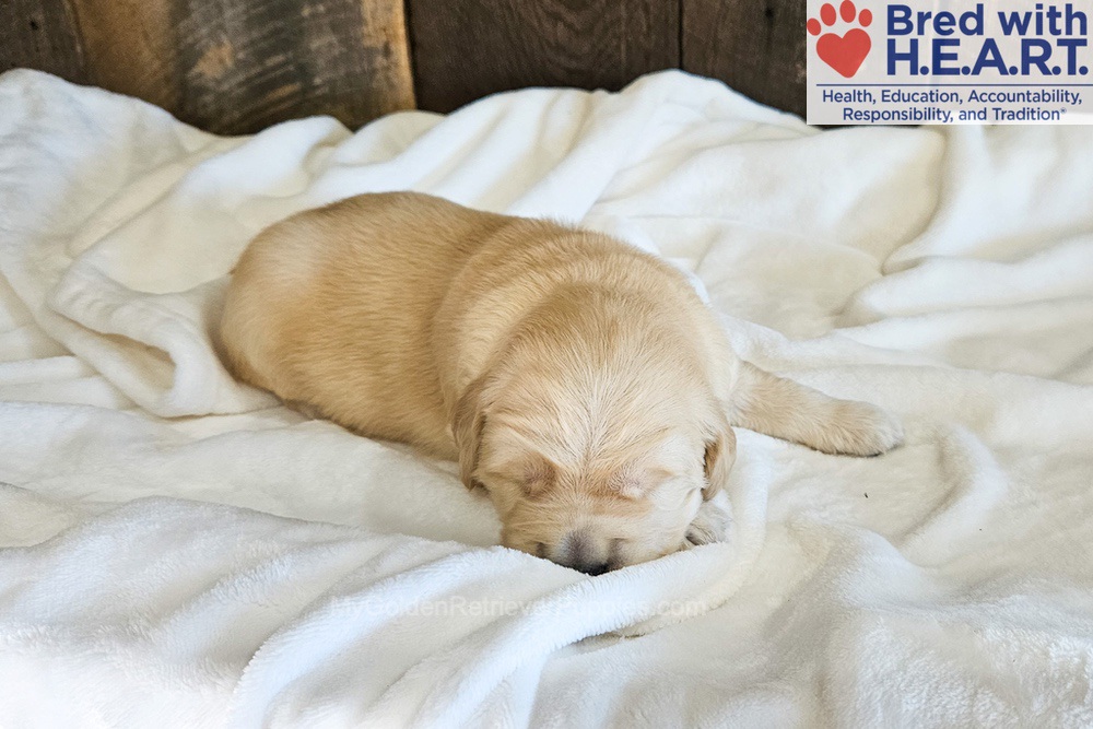 Atlas Image of Atlas, a Golden Retriever puppy