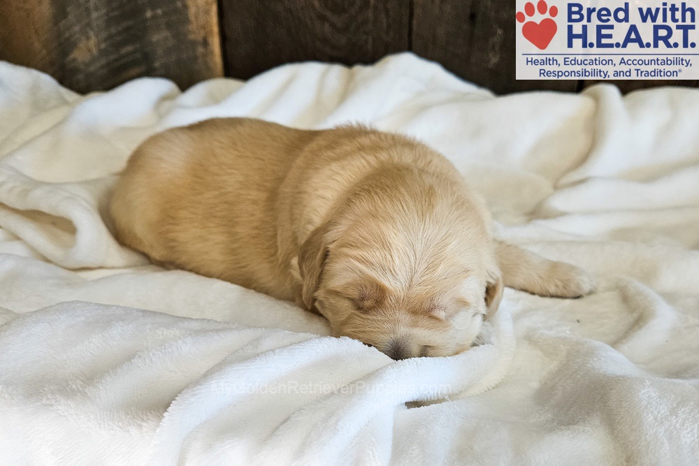 Atlas Image of Atlas, a Golden Retriever puppy