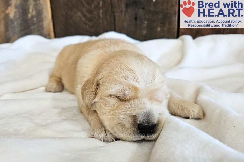 Atlas Image of Atlas, a Golden Retriever puppy