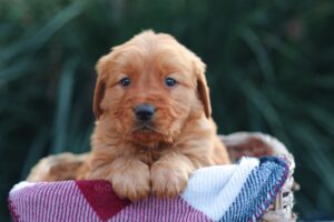 Image of Denver, a Golden Retriever puppy