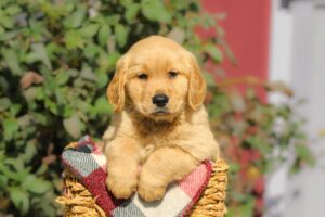 Image of Felix, a Golden Retriever puppy