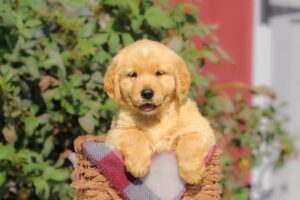 Image of Fern, a Golden Retriever puppy