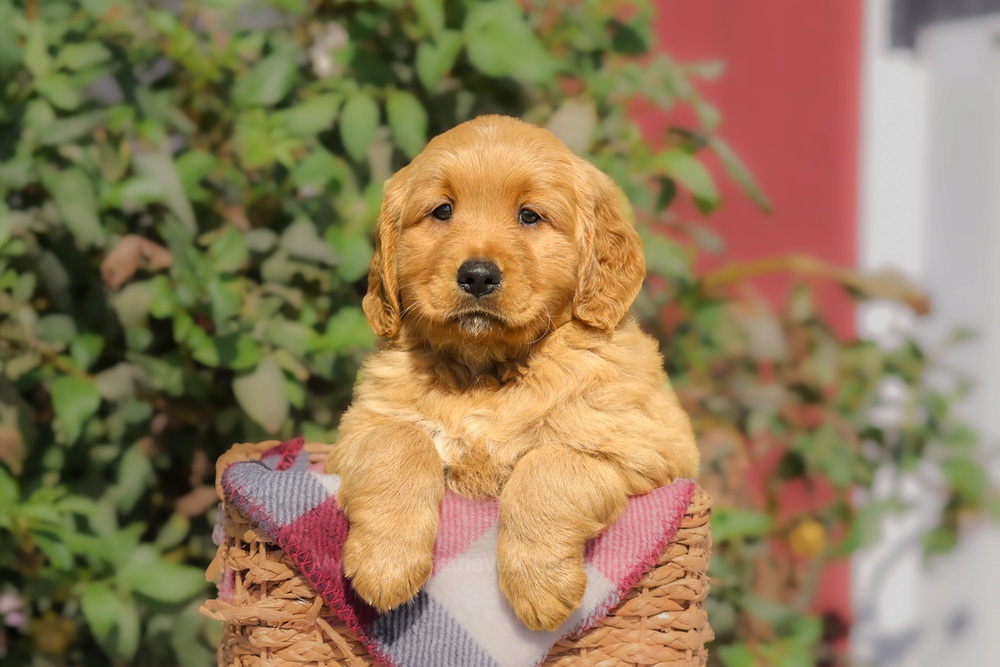 Franklin Image of Franklin, a Golden Retriever puppy
