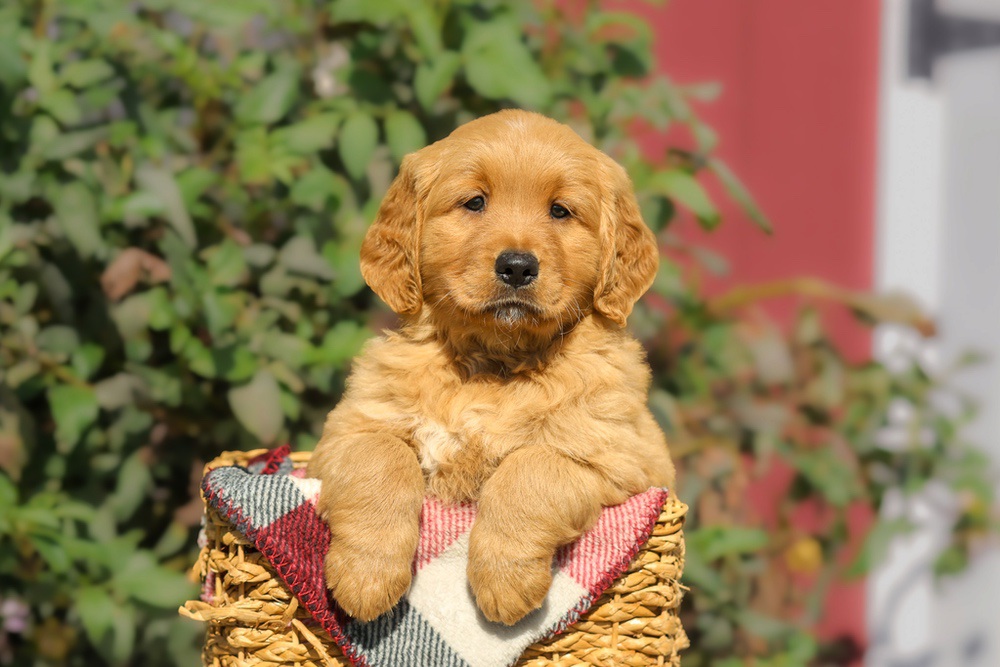 Franklin Image of Franklin, a Golden Retriever puppy