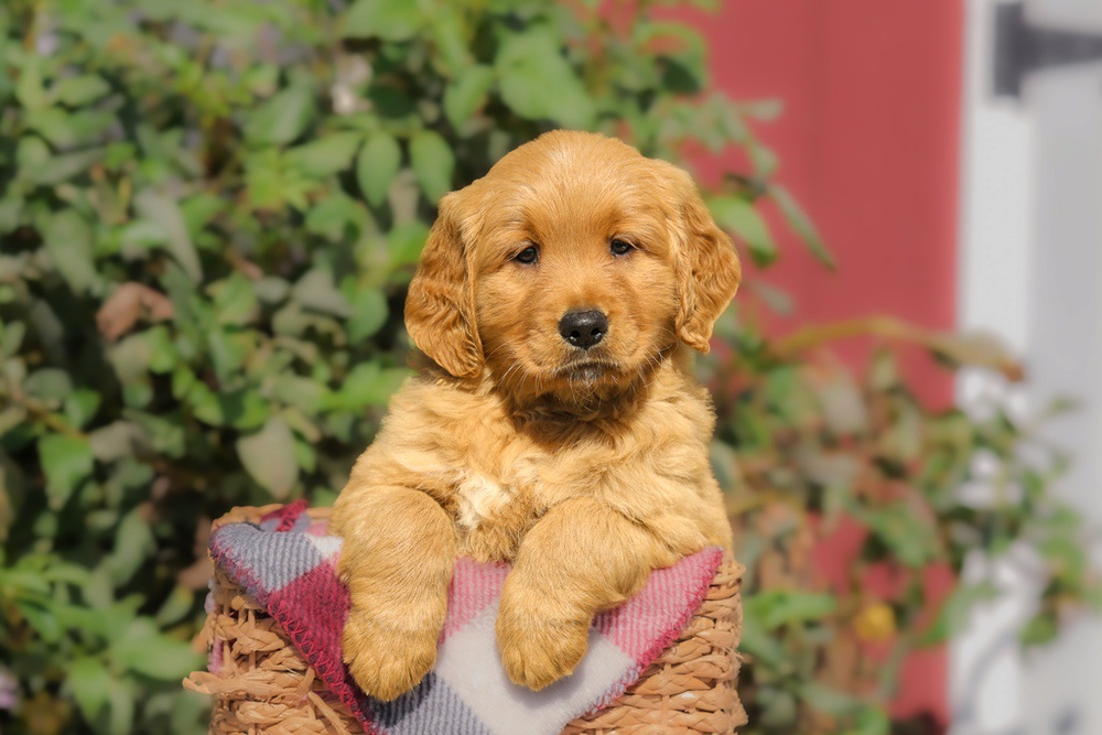 Franklin Image of Franklin, a Golden Retriever puppy