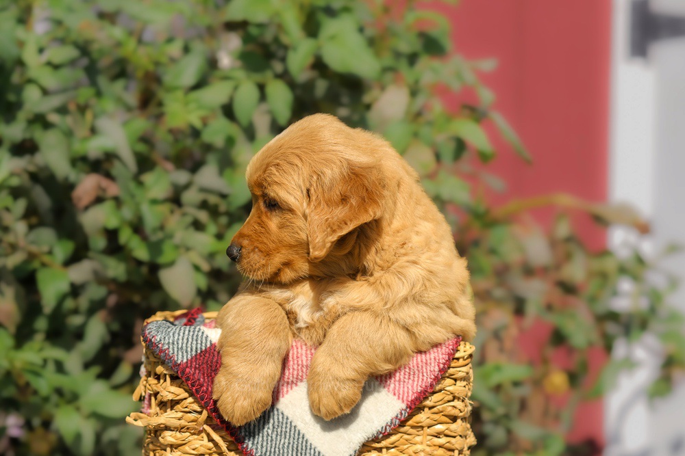 Franklin Image of Franklin, a Golden Retriever puppy