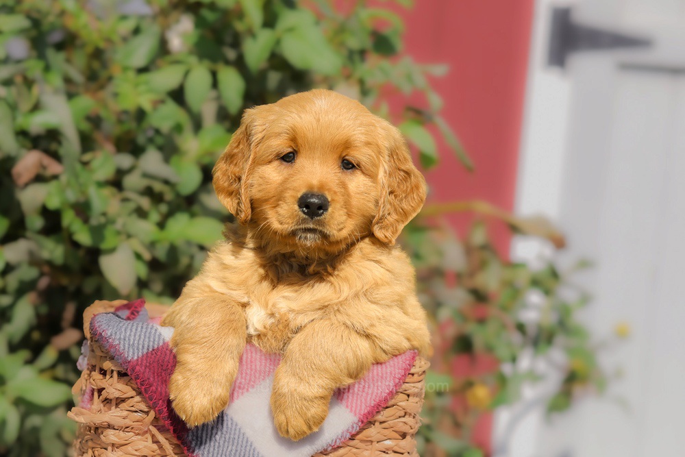 Franklin Image of Franklin, a Golden Retriever puppy