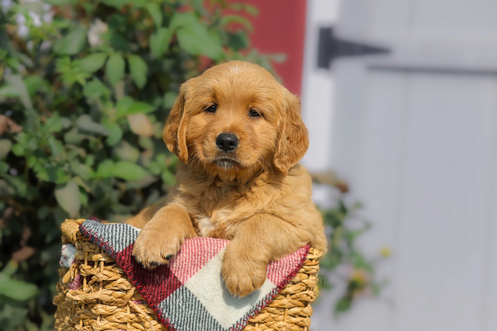 Franklin Image of Franklin, a Golden Retriever puppy