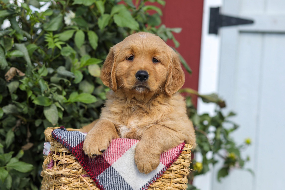 Franklin Image of Franklin, a Golden Retriever puppy