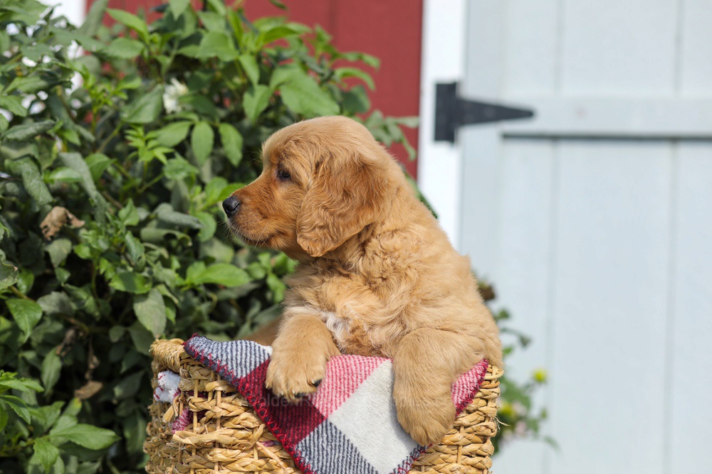 Franklin Image of Franklin, a Golden Retriever puppy
