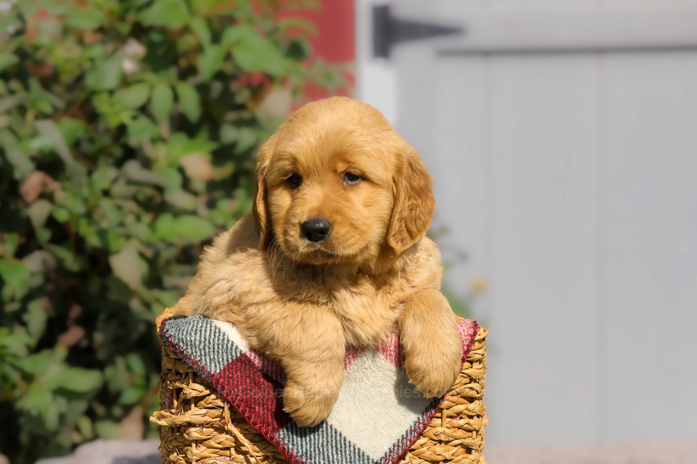 Furry Image of Furry, a Golden Retriever puppy