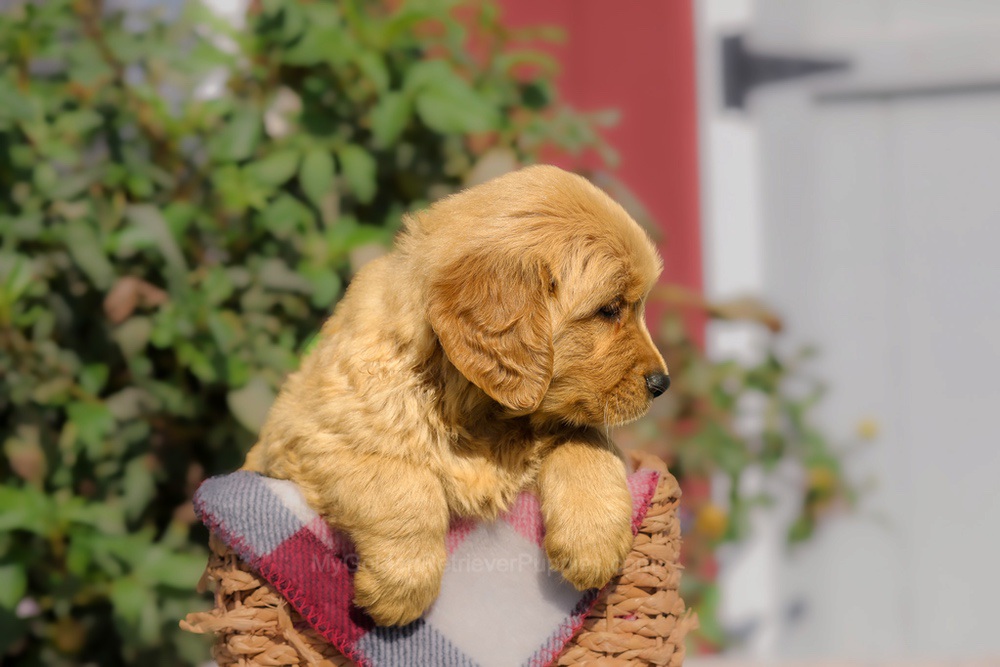 Furry Image of Furry, a Golden Retriever puppy
